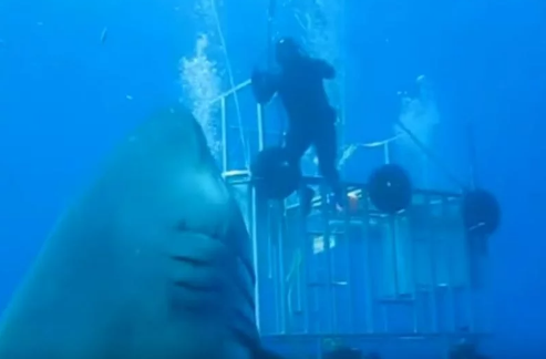 潜水大白鲨